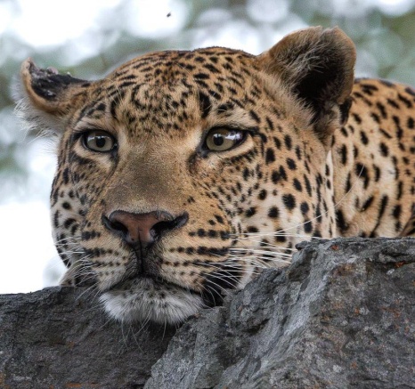 The male leopard, Khulwana, looks overlooks the area around him. 
