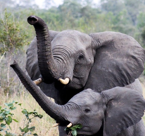 Tusks and trunks, the two primary tools of the elephant. Tusks and trunks, the two primary tools of the elephant.