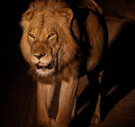 Sabi Sabi Ruan Mey Male Lion