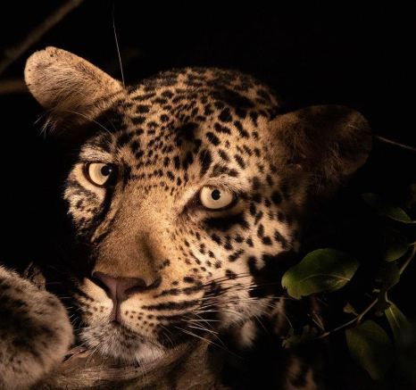 A07Jason Street   Leopard   080323   2