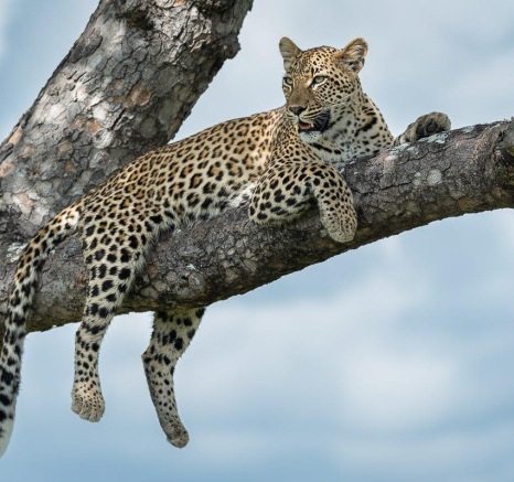 Sabi Sabi Newsletter April 4
