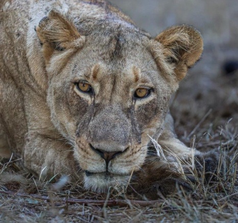 A lioness from the Msuthlu Pride, powerful and vigilant, playing a crucial role in the pride's survival.