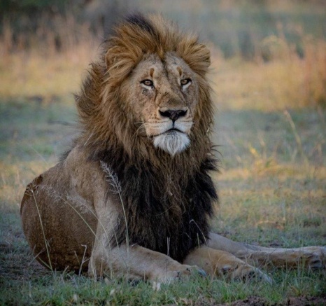 The Gijima male lion rests in the shade in the heat of the day. The Gijima male lion rests in the shade in the heat of the day.