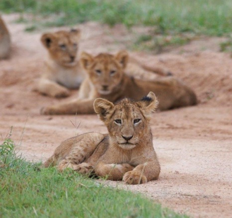 Three new members of the Msuthlu pride rest after playing together. Three new members of the Msuthlu pride rest after playing together.