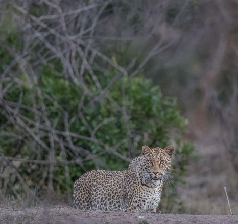 Sabi Sabi Ruan Mey Ntsumi Cubs Reunite Sabi Sabi Ruan Mey Ntsumi Cubs Reunite