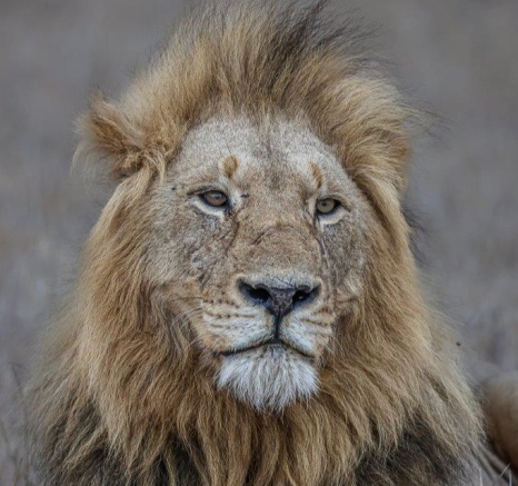 Gijima male lion lying in an open area. Gijima male lion lying in an open area.