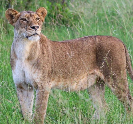 Southern Pride Female Lion Ruan Mey Southern Pride Female Lion Ruan Mey