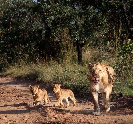 A female lioness with two cubs from the Southern Pride.