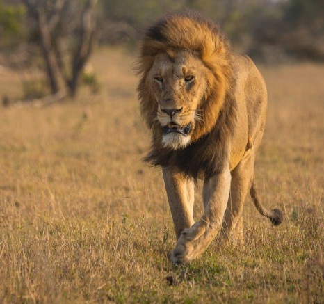 The formidable male lion known as Gijima. 