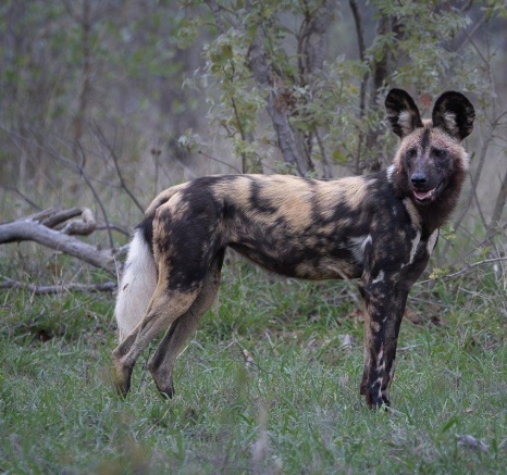 The wild dogs then moved off, looking for prey before lying down after an unsuccessful morning.
