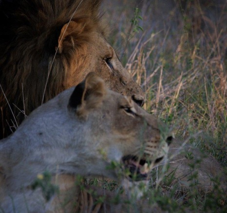 Two members of the Msuthlu pride remain on alert as they rest in the grass. Two members of the Msuthlu pride remain on alert as they rest in the grass.