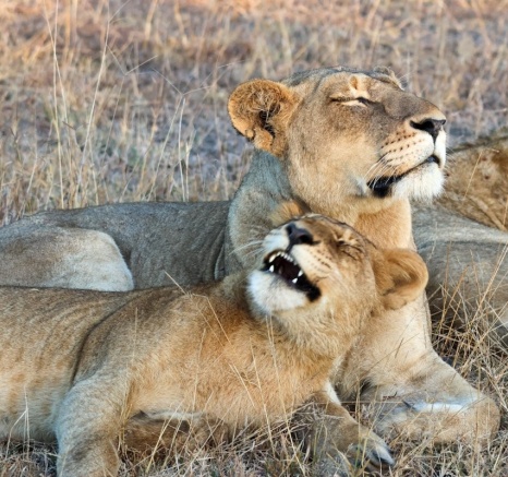 Sabi Sabi Jan Nel Msuthlu Pride Bonds