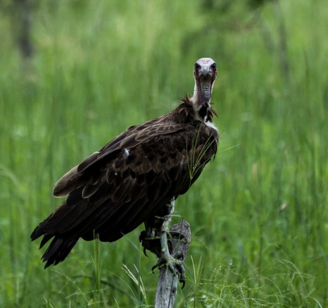 A cape vulture stands on a low branch