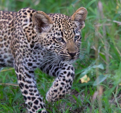 One of Tengile's cubs explores its surroundings with its mother close by. One of Tengile's cubs explores its surroundings with its mother close by.