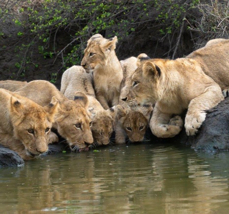 Msuthlu Pride drinking and bonding at the waterhole, a sight of unity.