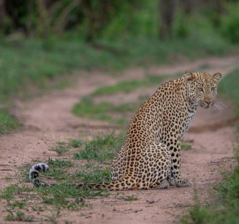 Sabi Sabi Ruan Mey Male Leopard On Road 2