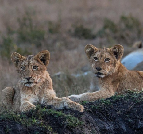 Cubs lazying around near Selati Camp