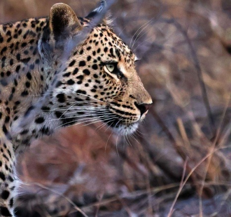 Focused view of Golonyi, the leopard's face, showing her determination and readiness to hunt.