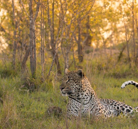 Khulwana rests in the golden grass merely metres from Mawelawela. It seems their territorial dispute may have ended. 