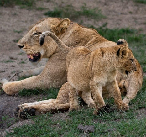 The bond between a lioness and her cub is unbreakable. 