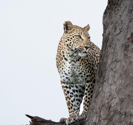 Leopards patiently observe their surroundings to scan for potential prey Leopards patiently observe their surroundings to scan for potential prey