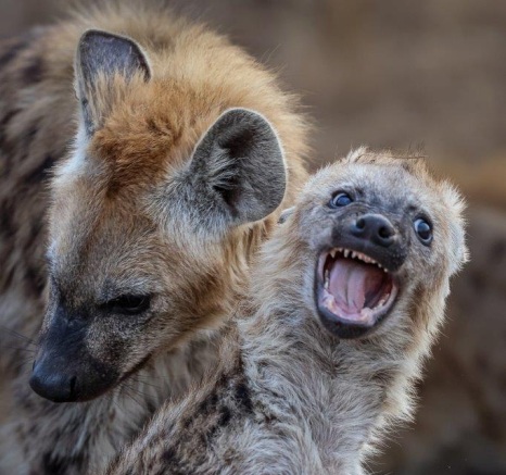Sabi Sabi Ronald Mutero Hyena Play Sabi Sabi Ronald Mutero Hyena Play