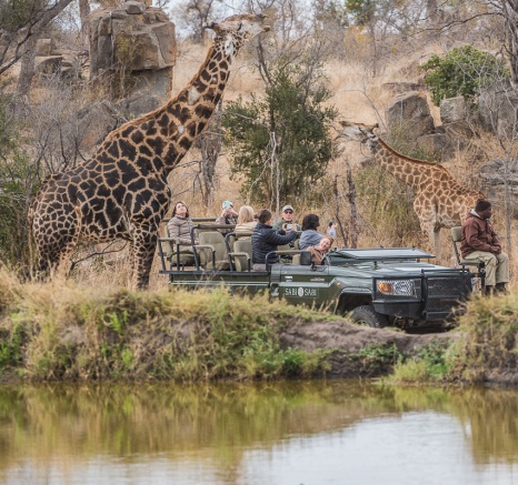 Guests from Sabi Sabi spend time with giraffes on a game drive in the Sabi Sands. 