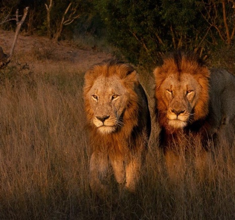 Eventually we found the two beautiful Gijima males taking a short break in the middle of the road.