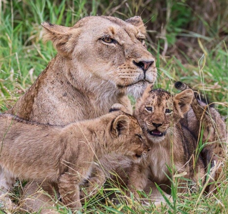 Ruan Mey Talamati Pride