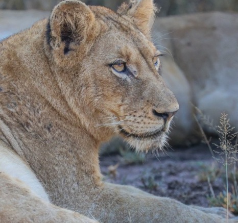 Sabi Sabi Ruan Mey Msuthlu Lion