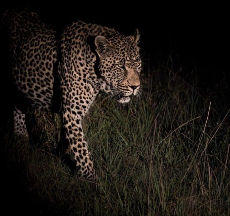 The N'weti male leopard was found by the tracker's spotlights on a particularly dark night. 