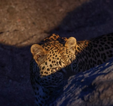 Sabi Sabi Ruan Mey Unnamed Male Leopard Hides