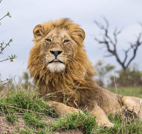 The two Gijima male lions later rested in a thicker area where they will spend some time before moving on again.
