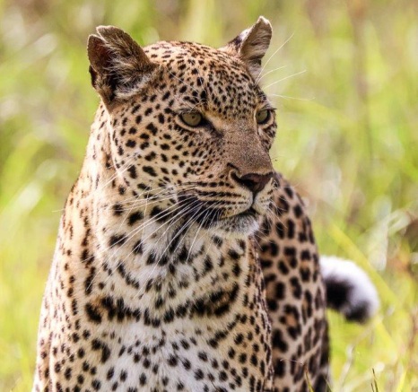 We found the Kigelia female leopard strolling down the road, scent-marking her territory. We found the Kigelia female leopard strolling down the road, scent-marking her territory.