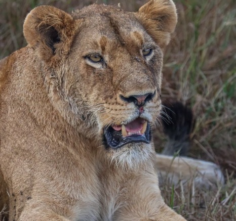 Sabi Sabi Ruan Mey Southern Pride Lion