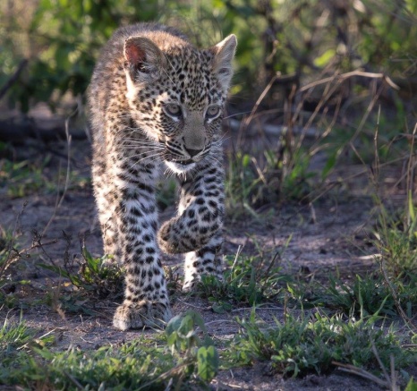 One of Ntsumi's cubs explores its surroundings. 