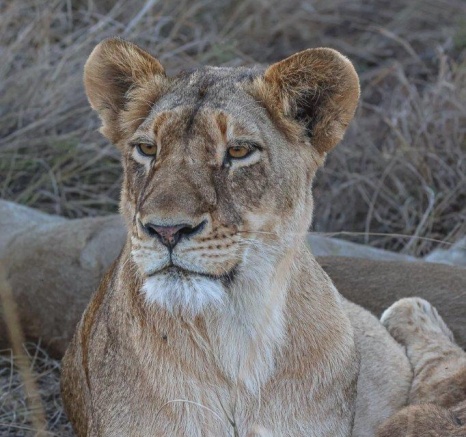 A female lion from the Southern Pride, healthy and strong, indicating recent successful hunts.