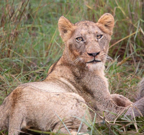 A lioness from the Southern Pride looks around as her pride enjoy a waterbuck kill. A lioness from the Southern Pride looks around as her pride enjoy a waterbuck kill.