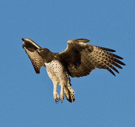An eagle with an upward trajectory spreading its wings