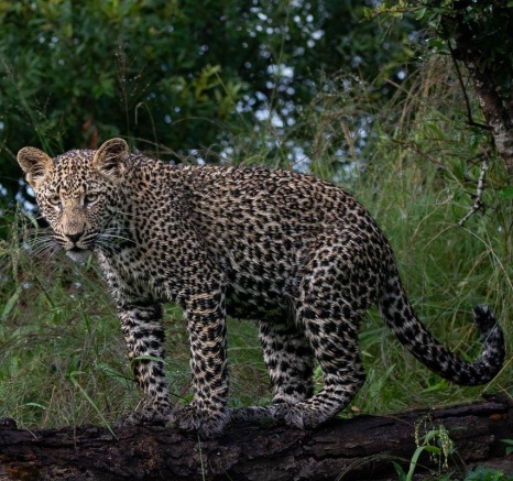 Ntsumi One Cub Ronald Mutero Ntsumi One Cub Ronald Mutero