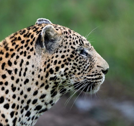 N'weti stays alert. He has done well in keeping his territory.  