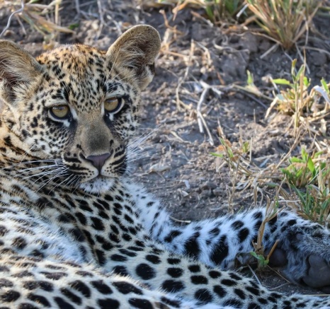 Sabi Sabi Jan Nel Golonyi And Cub