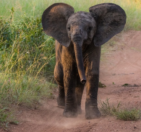 A calf elephant walks along a sand trail whilst flaring its ears