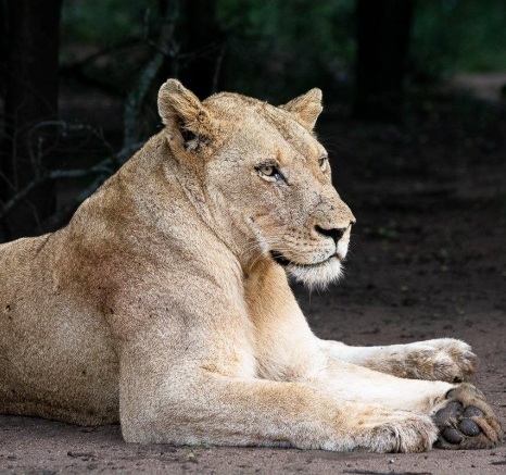 A female member of the Styx Pride rests and digests a big meal. A female member of the Styx Pride rests and digests a big meal.