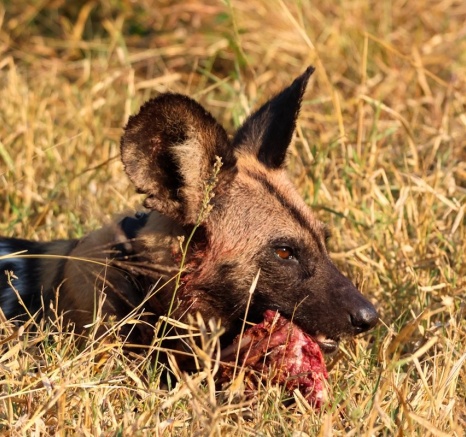 Sabi Sabi Jan Nel Wild Dog With Kill