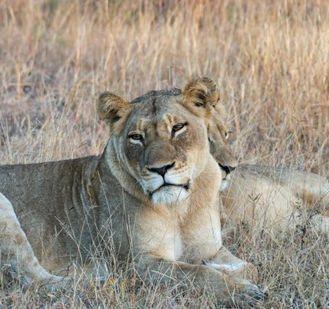 Sabi Sabi Jan Nel Msuthlu Lion In Grass