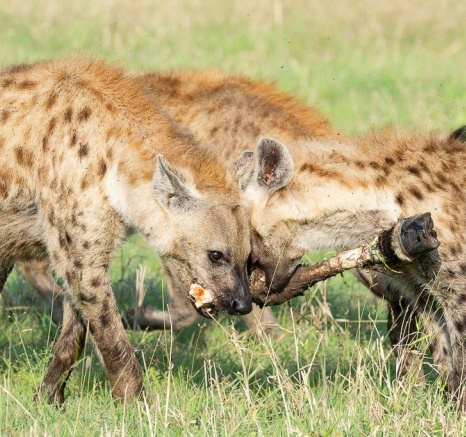 Hyenas battle each other for the leg of a kill. Hyenas battle each other for the leg of a kill.