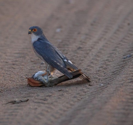 Sabi Sabi Ronald Mutero Little Sparrowhawk Successful Hunt Sabi Sabi Ronald Mutero Little Sparrowhawk Successful Hunt