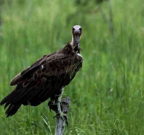 A vulture - the clean-up crew of the wild is seen here perched on a branch of a tree.