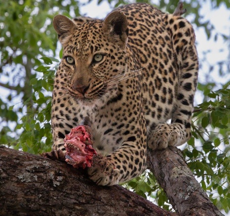 Taking turns, N'weti and Golonyi enjoyed Golonyi's impala kill. 